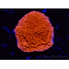 WYSIWYG Montipora Roter Plateau