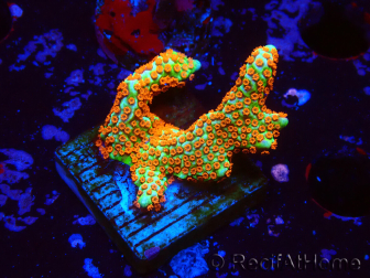 WYSIWYG Montipora Fire Forest 1Q1