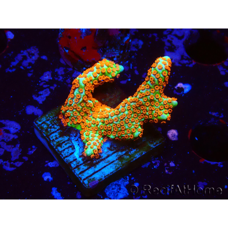 WYSIWYG Montipora Fire Forest