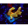 WYSIWYG Montipora Fire Forest