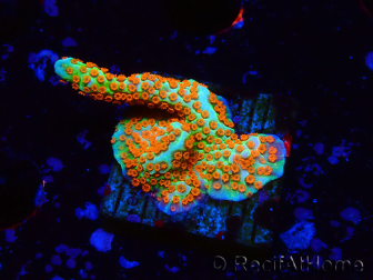WYSIWYG Montipora Fire Forest 1Q2