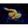 WYSIWYG Montipora Fire Forest 1Q2