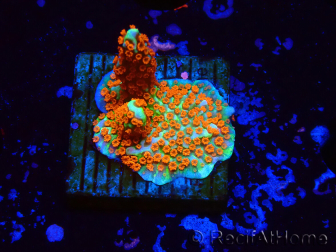 WYSIWYG Montipora Fire Forest