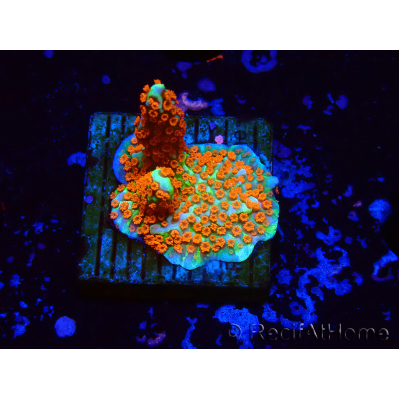 WYSIWYG Montipora Foresta di Fuoco