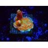 WYSIWYG Montipora Fire Forest