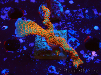 WYSIWYG Montipora digitata