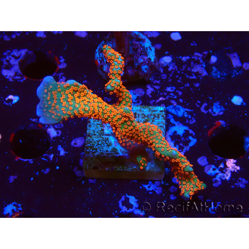 WYSIWYG Montipora digitata