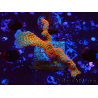 WYSIWYG Montipora digitata 1R1