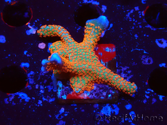 WYSIWYG Montipora digitata