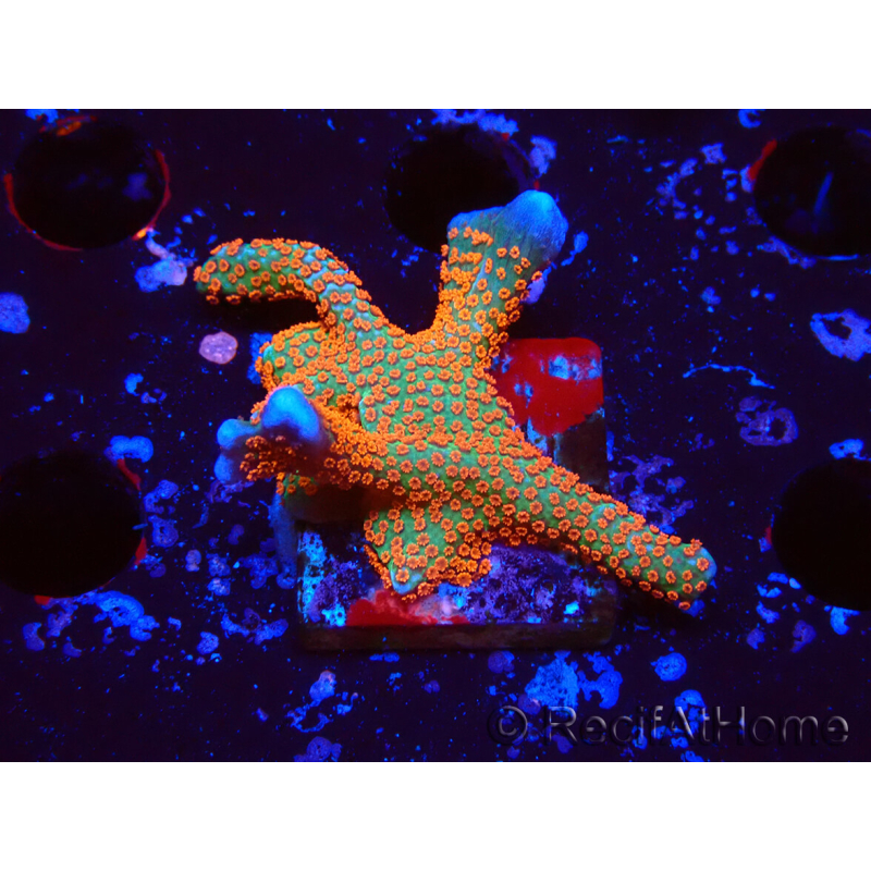 WYSIWYG Montipora digitata