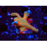 WYSIWYG Montipora digitata 1R2