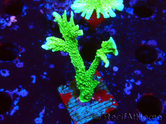 WYSIWYG Montipora stellata