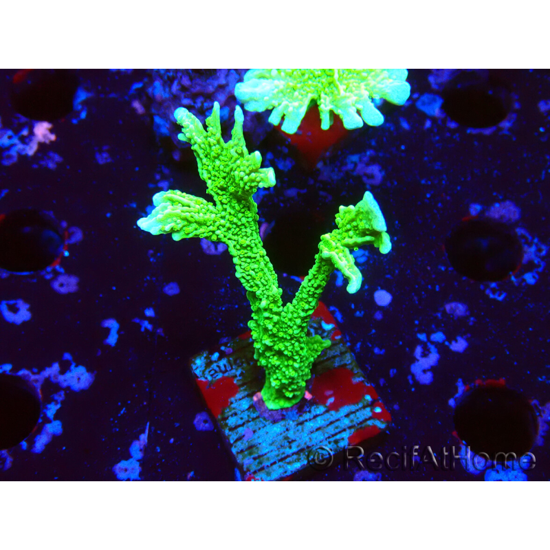 WYSIWYG Montipora stellata