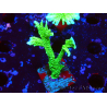 WYSIWYG Montipora stellata
