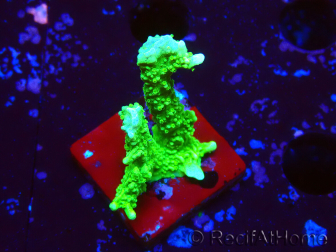 WYSIWYG Montipora stellata