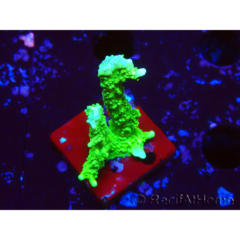 WYSIWYG Montipora stellata