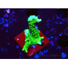 WYSIWYG Montipora stellata