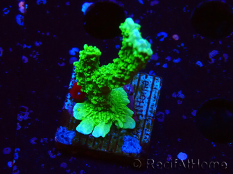 WYSIWYG Montipora stellata