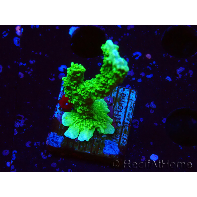 WYSIWYG Montipora stellata