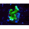 WYSIWYG Montipora stellata
