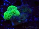 WYSIWYG - Stylophora Chimera (Pink and Green Bush/Green Fluo) 1