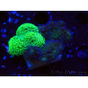 WYSIWYG - Stylophora Chimera (Pink and Green Bush/Green Fluo) 1