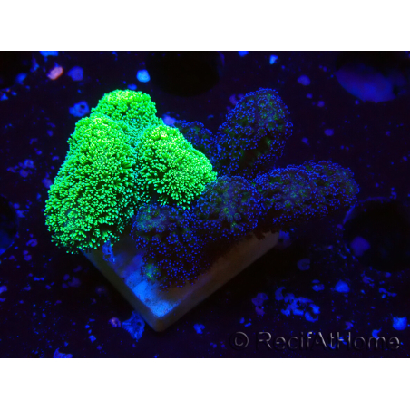 WYSIWYG - Stylophora Chimera (Pink and Green Bush/Green Fluo) 1
