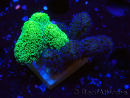 WYSIWYG - Stylophora Chimera (Pink and Green Bush/Green Fluo) 1