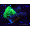 WYSIWYG - Stylophora Chimera (Pink and Green Bush/Green Fluo) 1