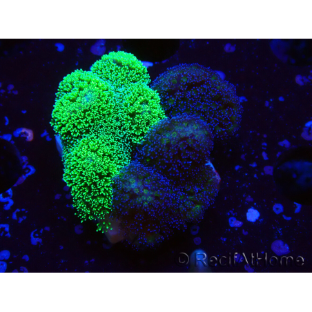 WYSIWYG - Stylophora Chimera (Pink and Green Bush/Green Fluo) 1