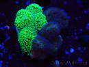 WYSIWYG - Stylophora Chimera (Pink and Green Bush/Green Fluo) 1