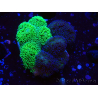 WYSIWYG - Stylophora Chimera (Pink and Green Bush/Green Fluo) 1