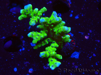 WYSIWYG - BR Green Goblin Anacropora