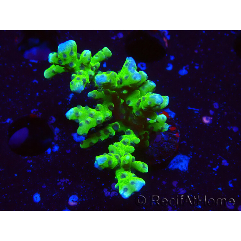 WYSIWYG - BR Green Goblin Anacropora 1V2