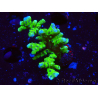 WYSIWYG - BR Green Goblin Anacropora