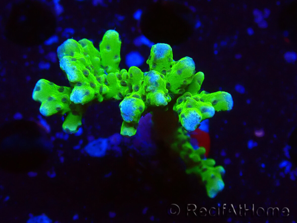 WYSIWYG - BR Green Goblin Anacropora