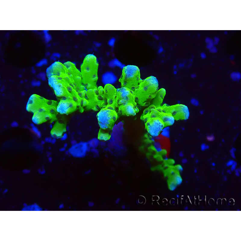 WYSIWYG - BR Green Goblin Anacropora