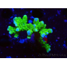 WYSIWYG - BR Green Goblin Anacropora