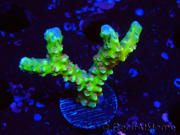 WYSIWYG - AK Goldenrod Anacropora