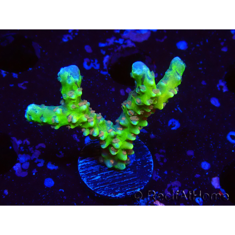 WYSIWYG - AK Goldenrod Anacropora 1W1