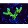 WYSIWYG - AK Goldenrod Anacropora