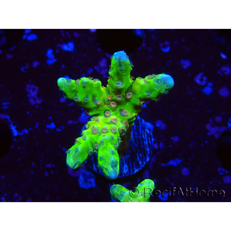 WYSIWYG - AK Goldenrod Anacropora