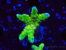 WYSIWYG - AK Goldenrod Anacropora