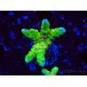 WYSIWYG - AK Goldenrod Anacropora