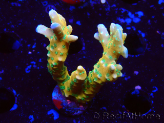 WYSIWYG - MH Tropicana Anacropora