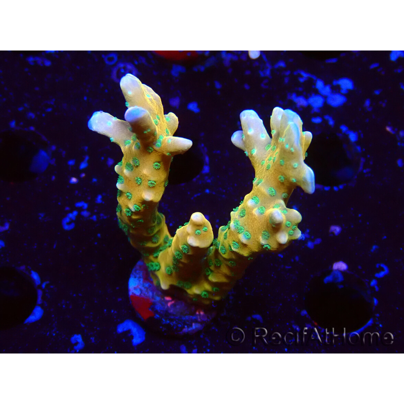 WYSIWYG - MH Tropicana Anacropora