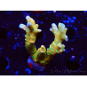 WYSIWYG - MH Tropicana Anacropora