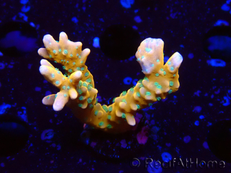 WYSIWYG - MH Tropicana Anacropora 1X4