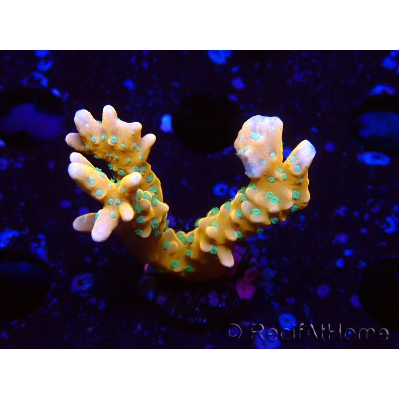 WYSIWYG - MH Tropicana Anacropora
