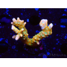 WYSIWYG - MH Tropicana Anacropora